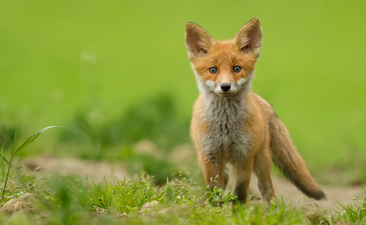 A young red fox standing in grass, the species targeted by Valencia's annual hunting quota.