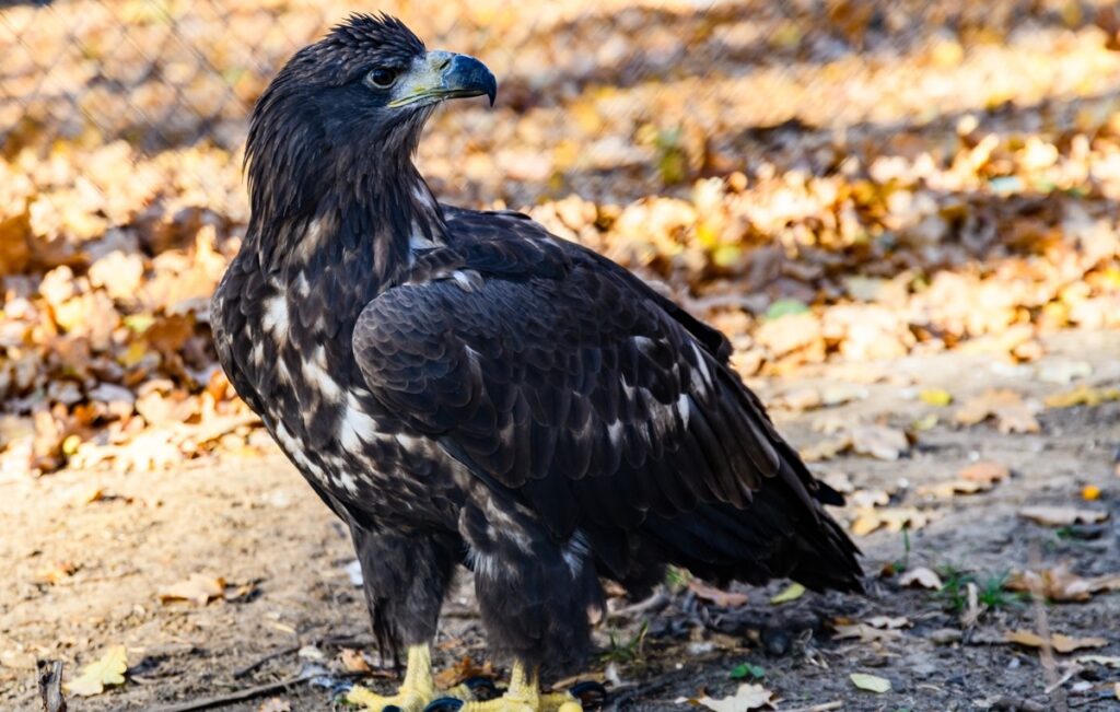 Jerez Zoo closes after two birds die from West Nile virus as health alert is declared