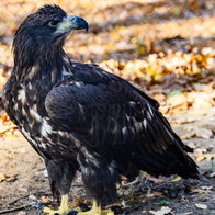 golden eagle