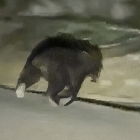 Spanish brown bear strolling in a road in Palencia.