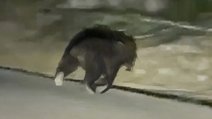 Spanish brown bear strolling in a road in Palencia.