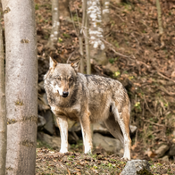 Wave of wolf sightings and suspected attacks