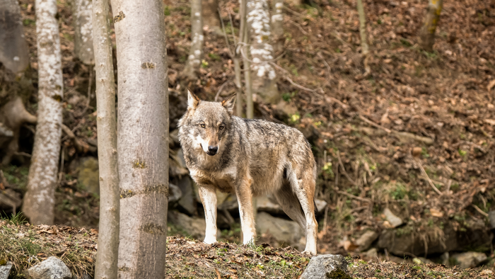Wave of wolf sightings and suspected attacks