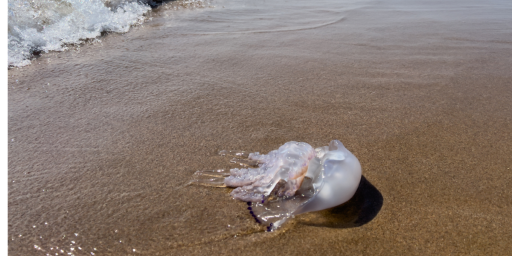 Costa Blanca swimmers are using this free app to check for jellyfish before hitting the beach