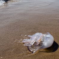 Heading to the Costa Blanca Beach? This Free App Could Help You Dodge the Jellyfish
