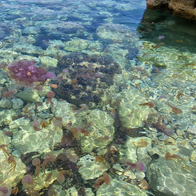 Jellyfish Surge Hits Mallorca’s Waters as Beachgoers Warned to Take Extra Care