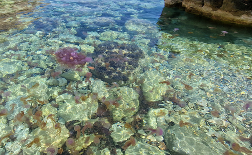 Jellyfish Surge Hits Mallorca’s Waters as Beachgoers Warned to Take Extra Care