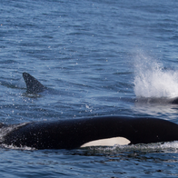 Orcas break yacht rudder in second Spain attack within 24 hours
