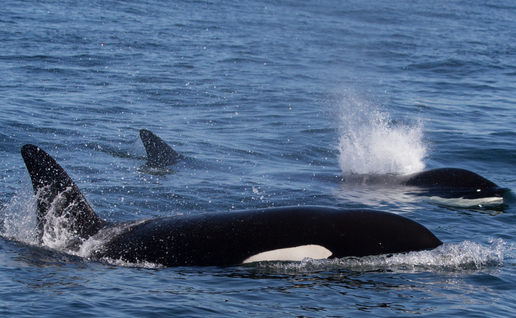 Orcas break yacht rudder in second Spain attack within 24 hours