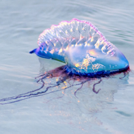 Portuguese man o' war warning as dangerous marine creatures wash up on Spanish beaches