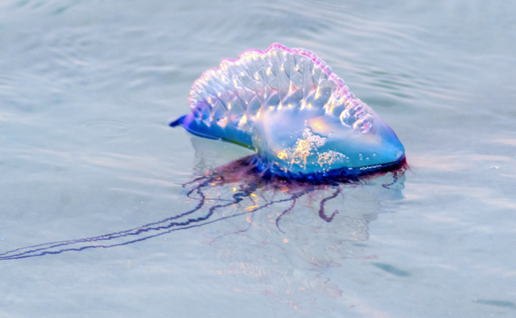 Portuguese man o' war warning as dangerous marine creatures wash up on Spanish beaches