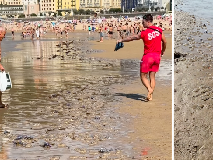 120 people stung in one day after jellyfish invasion