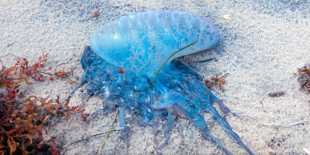 120 people stung in one day! Portuguese Man o’ War jellyfish attacks shut down San Sebastián beaches