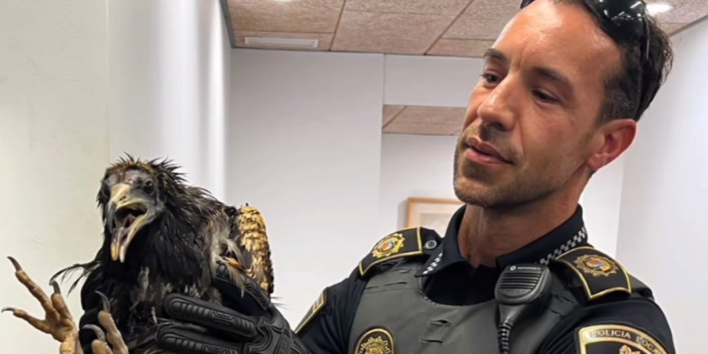Rare vulture rescued after storm takes unexpected turn in Javea