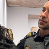 rare Egyptian vulture sought shelter on the terrace of a local home
