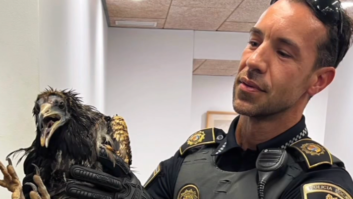 rare Egyptian vulture sought shelter on the terrace of a local home