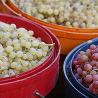 Grapes.