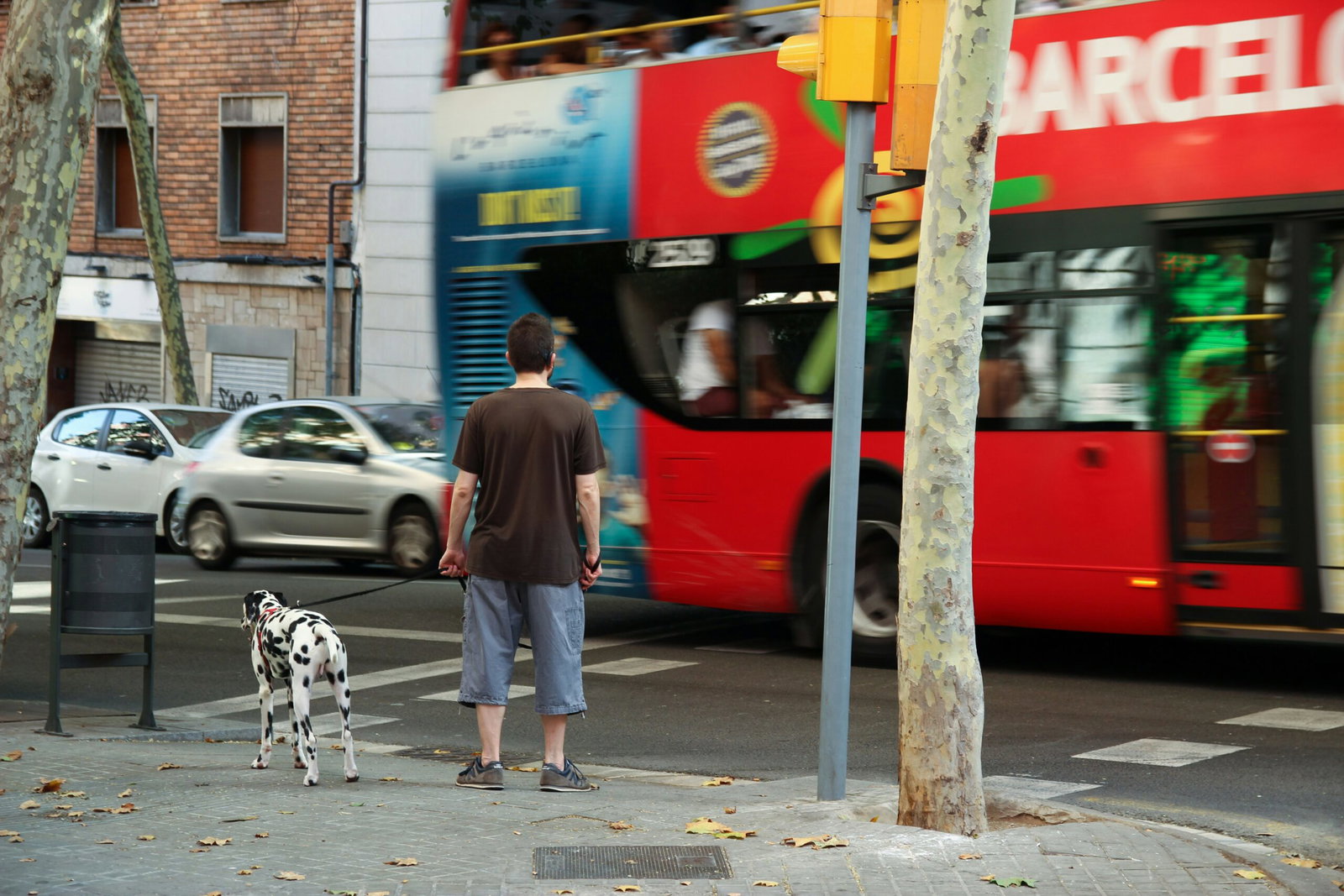 How dogs and cats could soon be allowed on public transport across Murcia