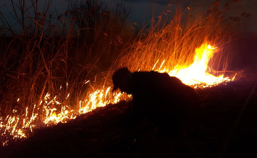 silhouette of a man next to burning shrubs and dry grasses