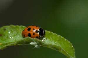 Ladybird (or Ladybug, if you are American)