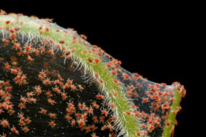 Red spider mite - destroyer of leaves.
