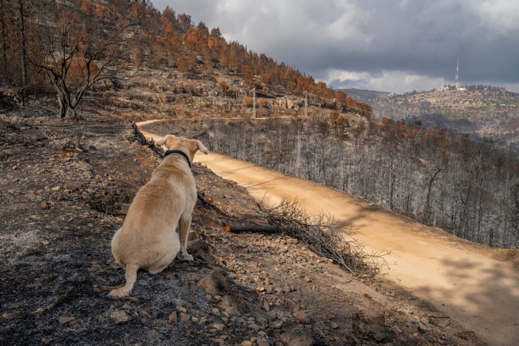 Portugal moves to stop pets being left behind in wildfires and floods