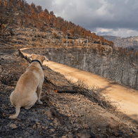 A dog sitting amongst the remains of a wildfire