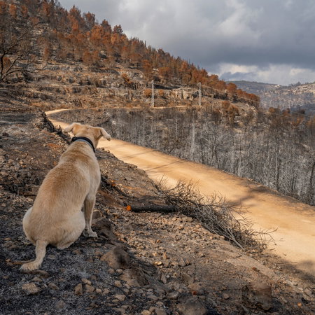 A dog sitting amongst the remains of a wildfire
