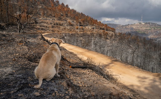 A dog sitting amongst the remains of a wildfire