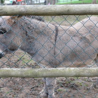 Freddy, Back behind the fence.