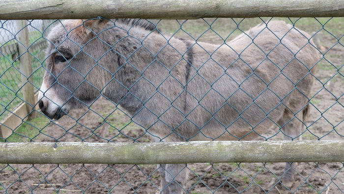 Freddy, Back behind the fence.