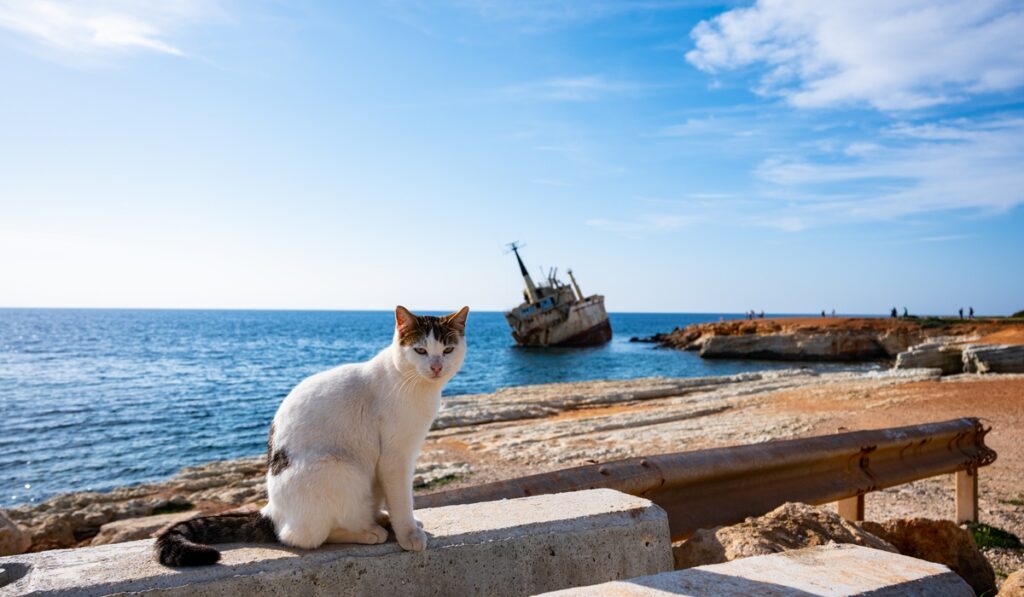 Salobrena animal crisis deepens with 40 cats dumped in 2026 so far: council issues urgent appeal