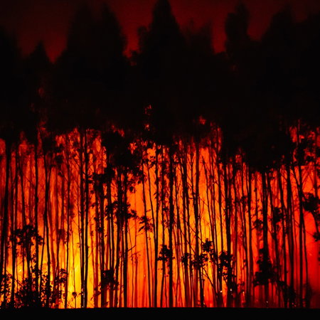 A wildfire ripping through a eucalyptus forest