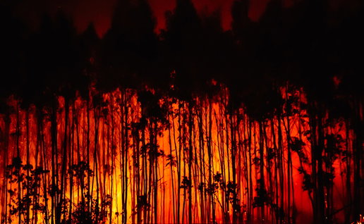 A wildfire ripping through a eucalyptus forest