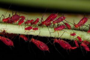 Red aphids (tiny things, like red spots)