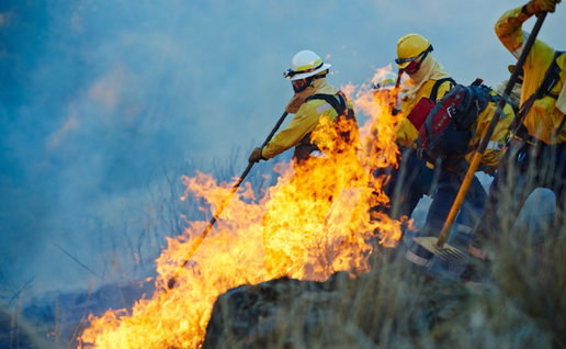 Smoke, forest and firefighter team with disaster management, emergency and damage control in bush. Mountain, flame and people help with fire rescue, volunteer service or safety in nature conservation