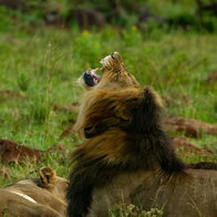 Image of lions. Could they be in the centre of Spain?