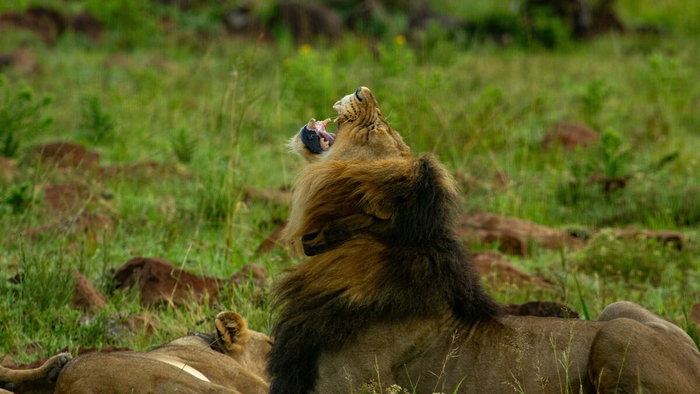 Image of lions. Could they be in the centre of Spain?