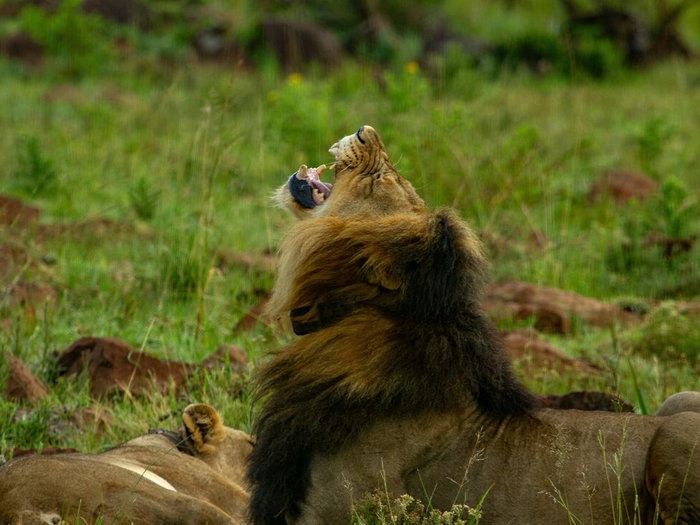 Image of lions. Could they be in the centre of Spain?