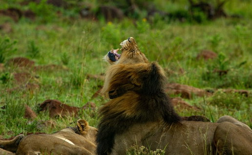 Image of lions. Could they be in the centre of Spain?
