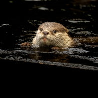 Otters make a welcome comeback as they breed again across the Costa Blanca.