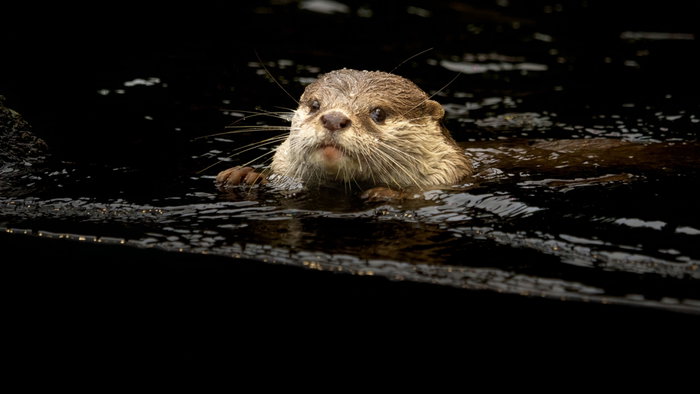Otters make a welcome comeback as they breed again across the Costa Blanca.