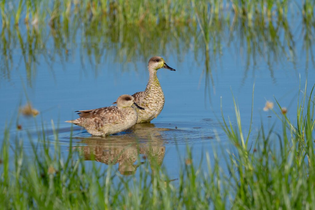 Endangered marbled teal enjoys record breeding season at El Hondo Natural Park