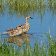 Endangered marbled teal enjoys record breeding season at El Hondo Natural Park.