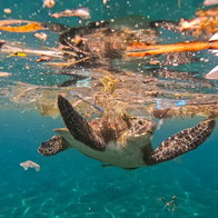 Closeup of sea turtle swimming through plastic trash and rubbish debris polluting the ocean