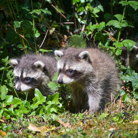 Three racoon cubs in Germany.