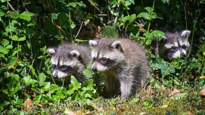 Three racoon cubs in Germany.
