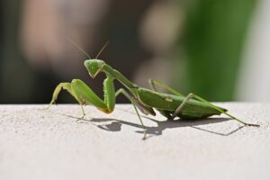 Rare Praying Mantis in Spain.