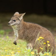 Wallaby goes walkabout in Swiss mountains
