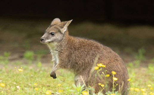 Wallaby goes walkabout in Swiss mountains